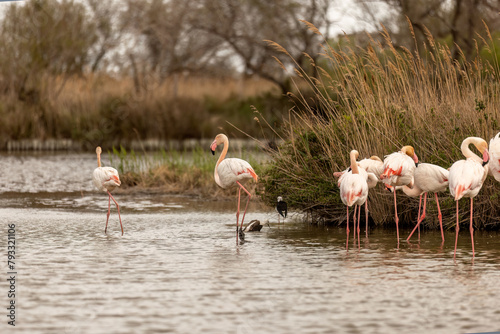 Wild flamingos (Phoenicopteridae) at the Camargue, france, europe in early spring outdoors. Wildlife birdwatching © Annabell Gsödl