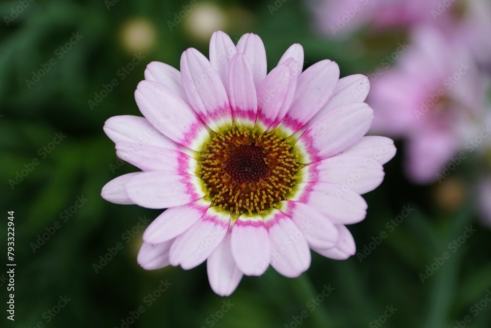 Closeup of Marguerite Grand Daisy Pink Halo flower Closeup of Marguerite Grand Daisy Pink Halo flower