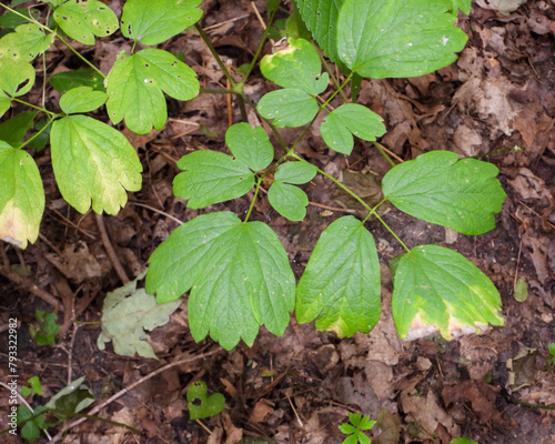 Caulophyllum thalictroides (Blue Cohosh) Spring Woodland Plant Native to North America photo