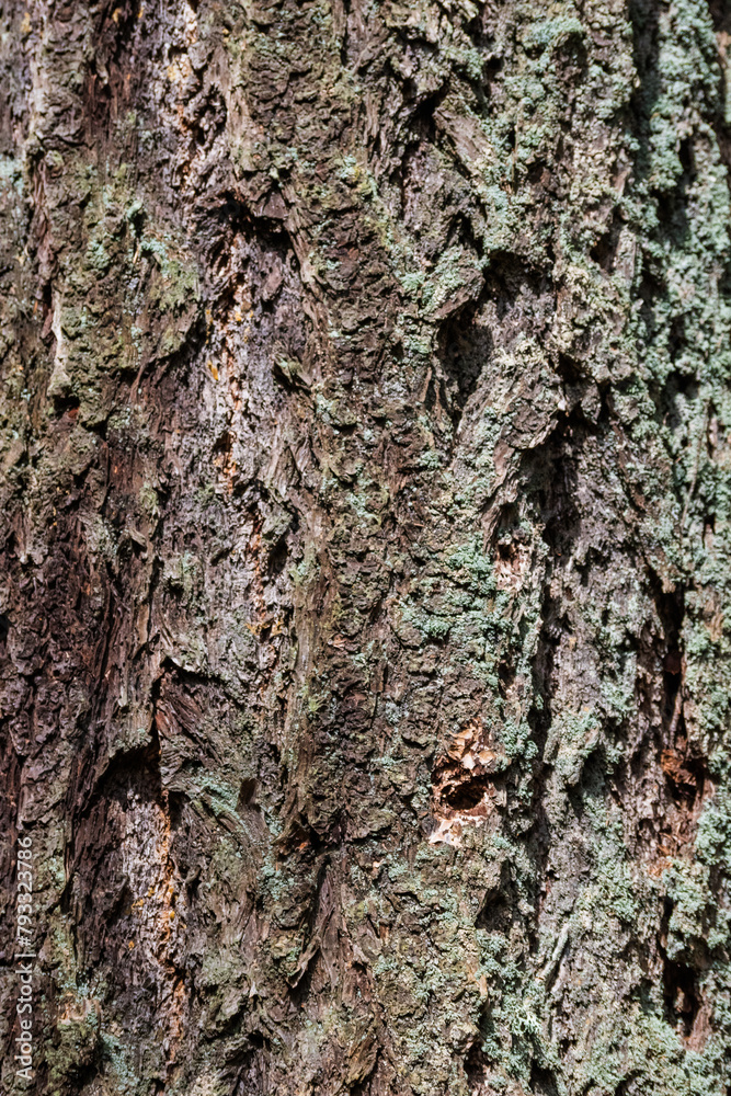Douglas fir (Pseudotsuga menziesii) Douglas fir (Pseudotsuga menziesii)