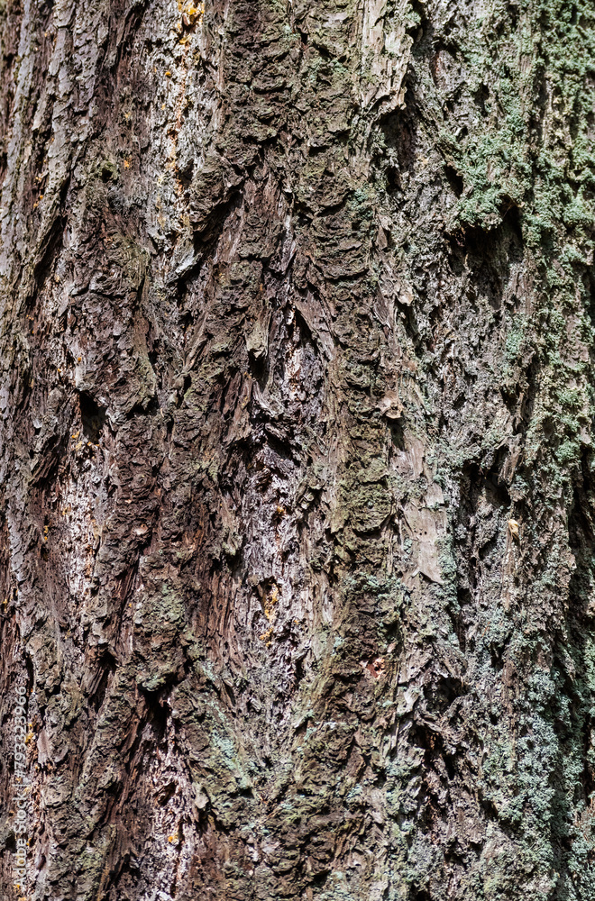 Douglas fir (pseudotsuga menziesii) Bark Douglas fir (pseudotsuga menziesii) Bark