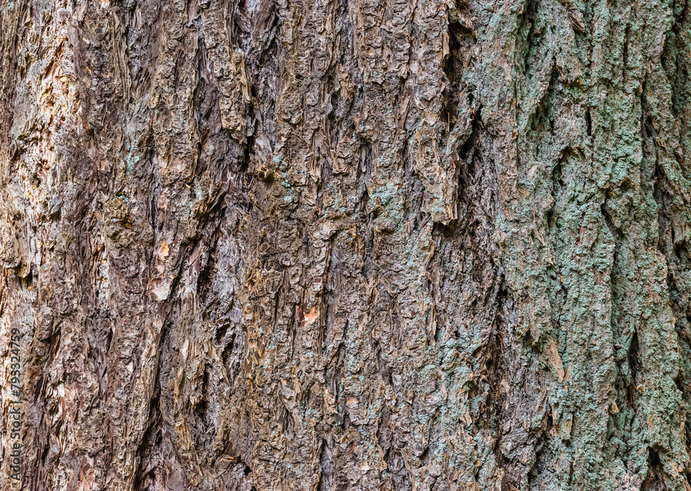 Douglas fir (Pseudotsuga menziesii) Douglas fir (Pseudotsuga menziesii)