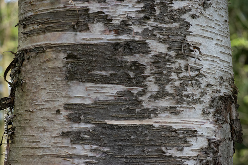 Birch Bark (Betula papyrifera) photo