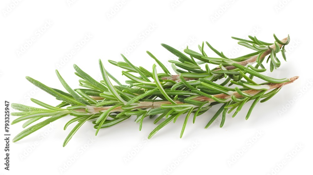 Fresh rosemary twig,on white background Fresh rosemary twig,on white background