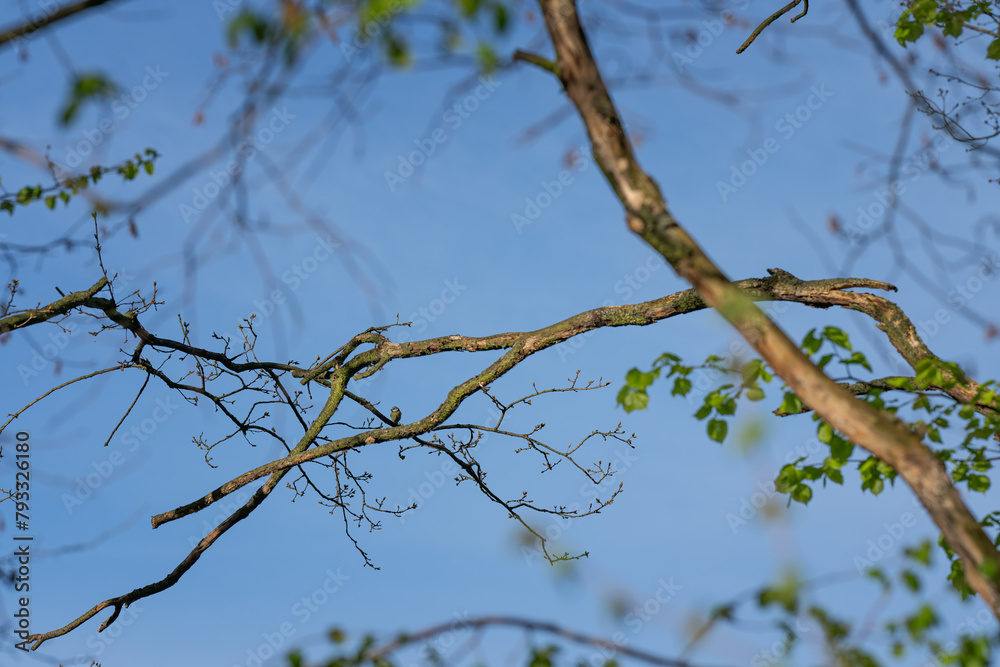 Fototapeta premium A blue tit on a distant branch.