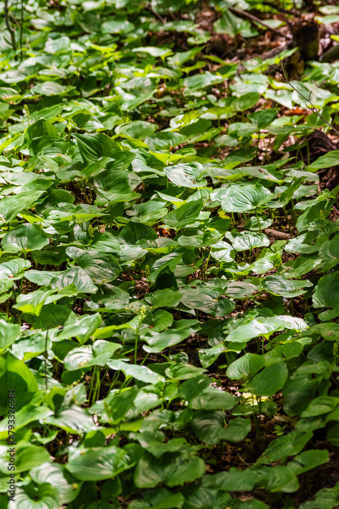 Fototapeta premium False Lilly (Maianthemum dilatatum)