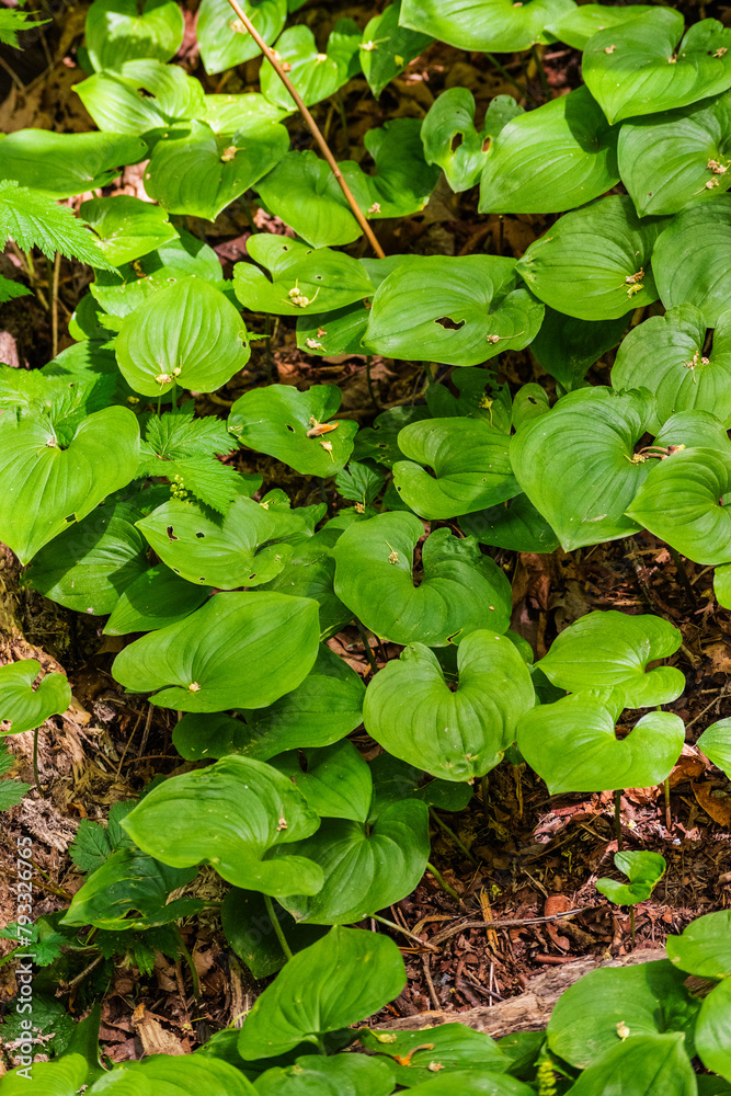 False Lilly (Maianthemum dilatatum)