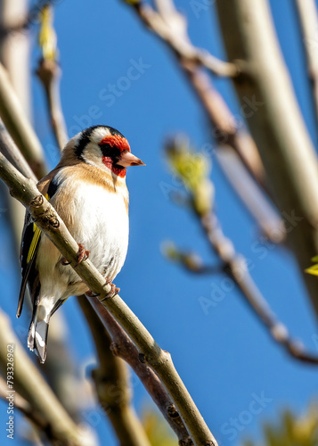 Photography European Goldfinch (Carduelis carduelis) - Found across Europe, Asia & North Afr