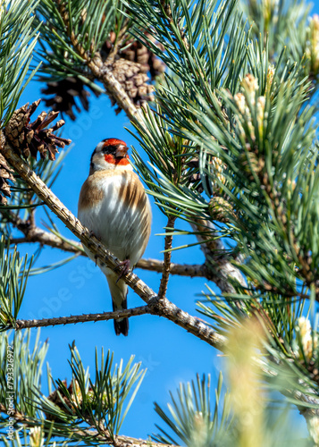 Photography European Goldfinch (Carduelis carduelis) - Found across Europe, Asia & North Afr
