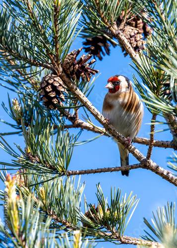 Photography European Goldfinch (Carduelis carduelis) - Found across Europe, Asia & North Afr