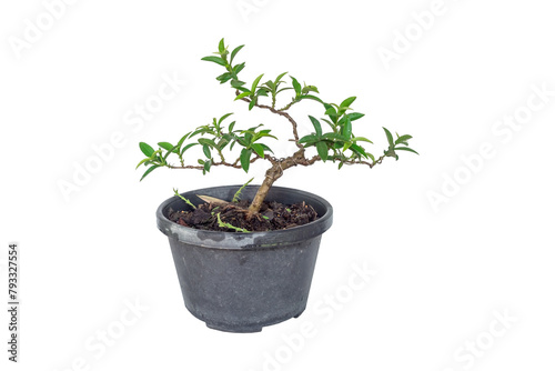 Dwarf Guava Tree in plastic pot on white background