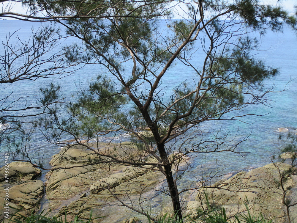 seaside rocks smoothed by ocean waves viewed through a sparse tree above seaside rocks smoothed by ocean waves viewed through a sparse tree above