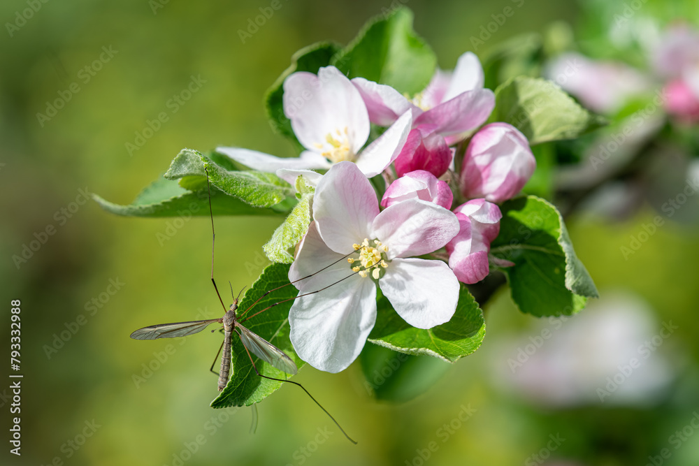 Obraz premium White flowers of an apple tree on a twig. 
