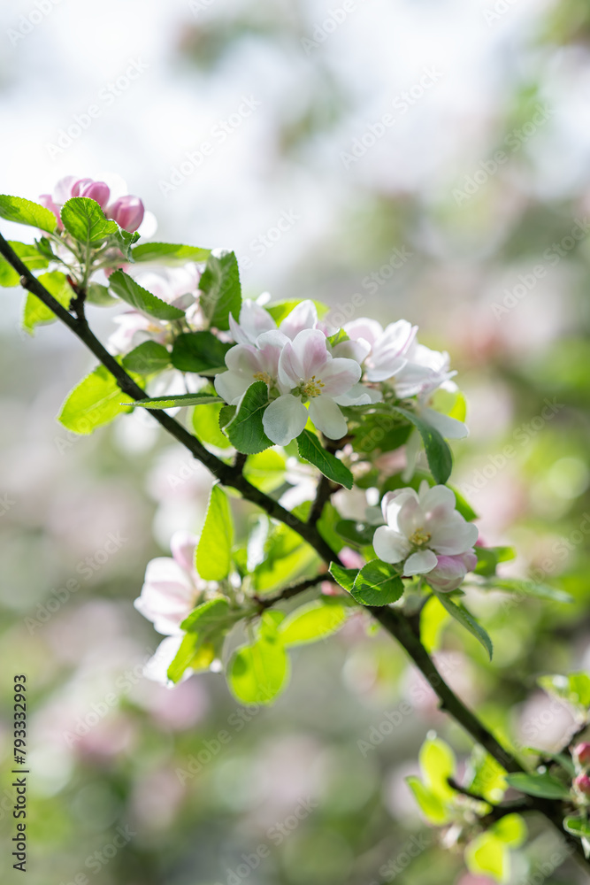 White flowers of an apple tree on a twig.
White flowers of an apple tree on a twig.
