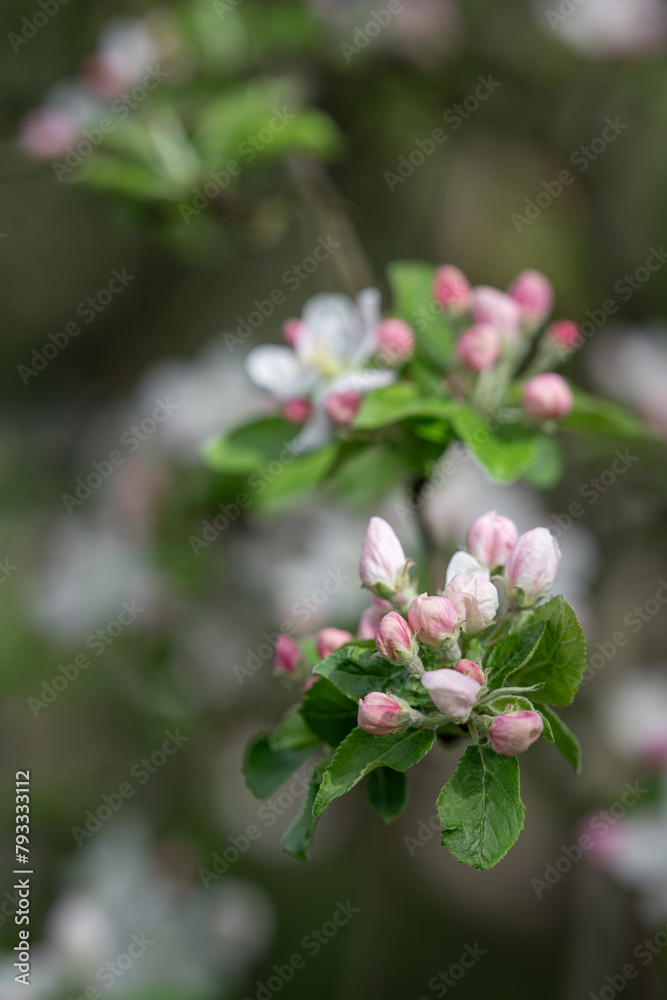 Obraz premium White flowers of an apple tree on a twig. 