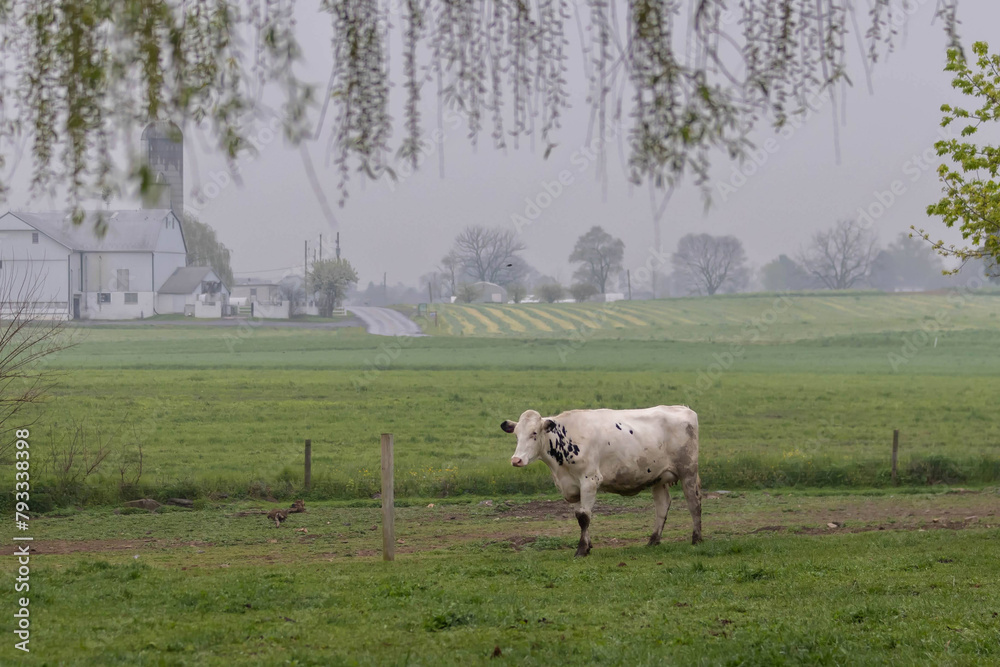 Fototapeta premium Lonely Cow