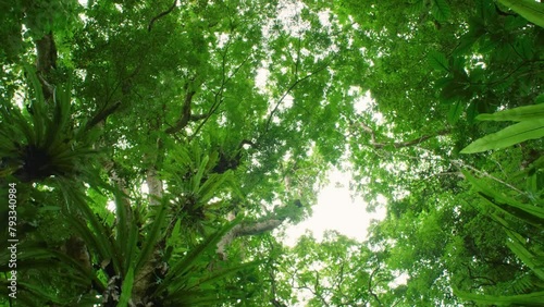 Stunning view of tropical trees in rainforest of Madagascar island.