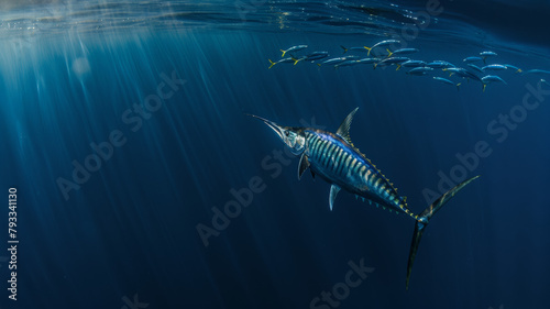  Vue sous-marine d'un espadon en train de chasser dans un banc de sardine 