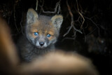 Cute young red fox cub coming out of a den in forest in springtime. Red fox in the forest, beautiful blue eyes, first time out den