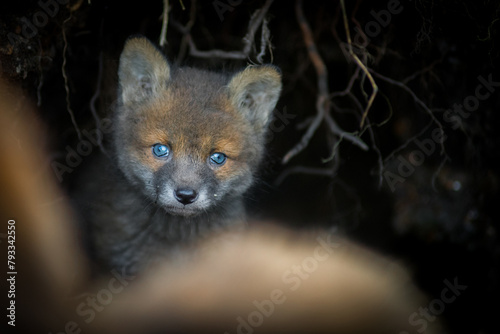 Cute young red fox cub coming out of a den in forest in springtime. Red fox in the forest, beautiful blue eyes, first time out den