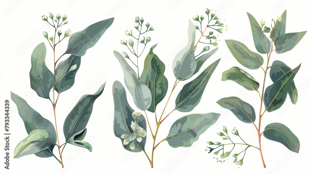 Blooming eucalyptus hand drawn vector illustration 