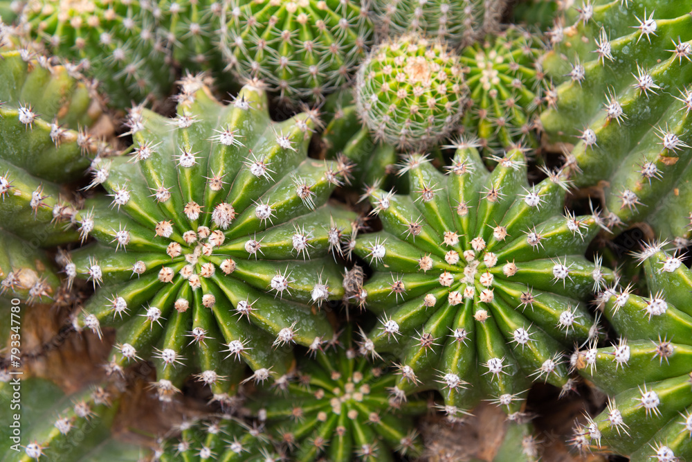 Many small cacti together, close-up, macro, selective focus - screensaver, wallpaper Many small cacti together, close-up, macro, selective focus - screensaver, wallpaper