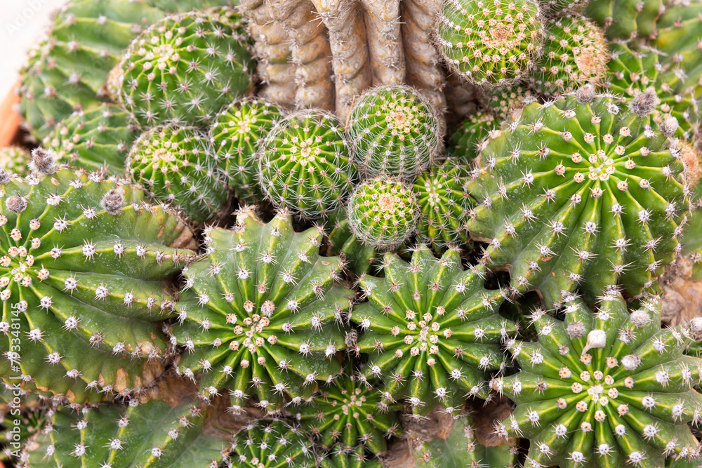 Many small cacti together, close-up, macro, selective focus - screensaver, wallpaper Many small cacti together, close-up, macro, selective focus - screensaver, wallpaper
