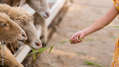 Sheep and lamb in a farm garden with a child hand feeding fresh grass to animal eating.