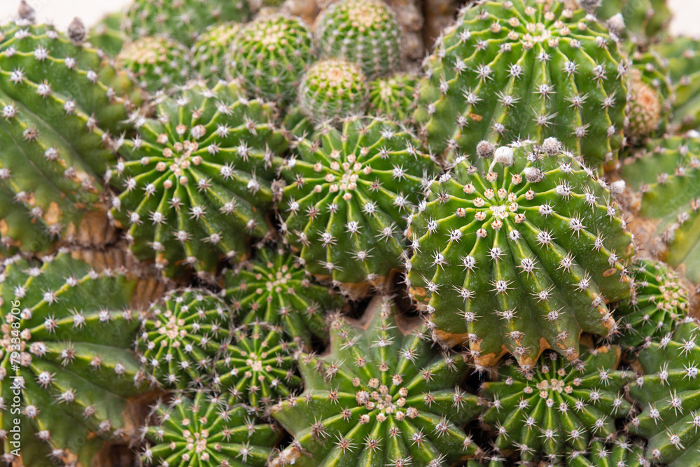 Many small cacti together, close-up, macro, selective focus - screensaver, wallpaper