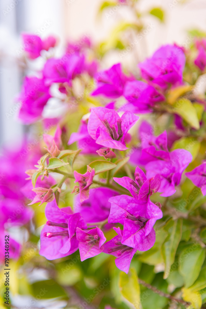 Luxury purple bougainvillea flowers on a branch, close-up, spring bloom