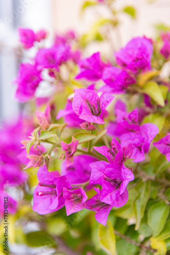 Obraz na płótnie Luxury purple bougainvillea flowers on a branch, close-up, spring bloom w salonie