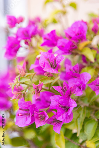 Luxury purple bougainvillea flowers on a branch, close-up, spring bloom