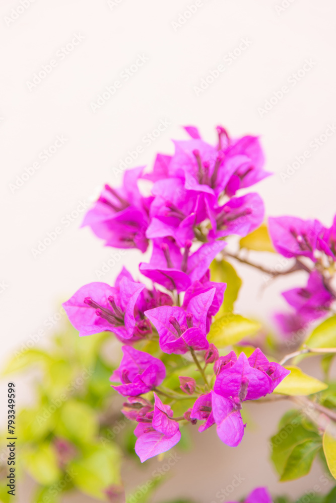 Luxury purple bougainvillea flowers on a branch, close-up, spring bloom