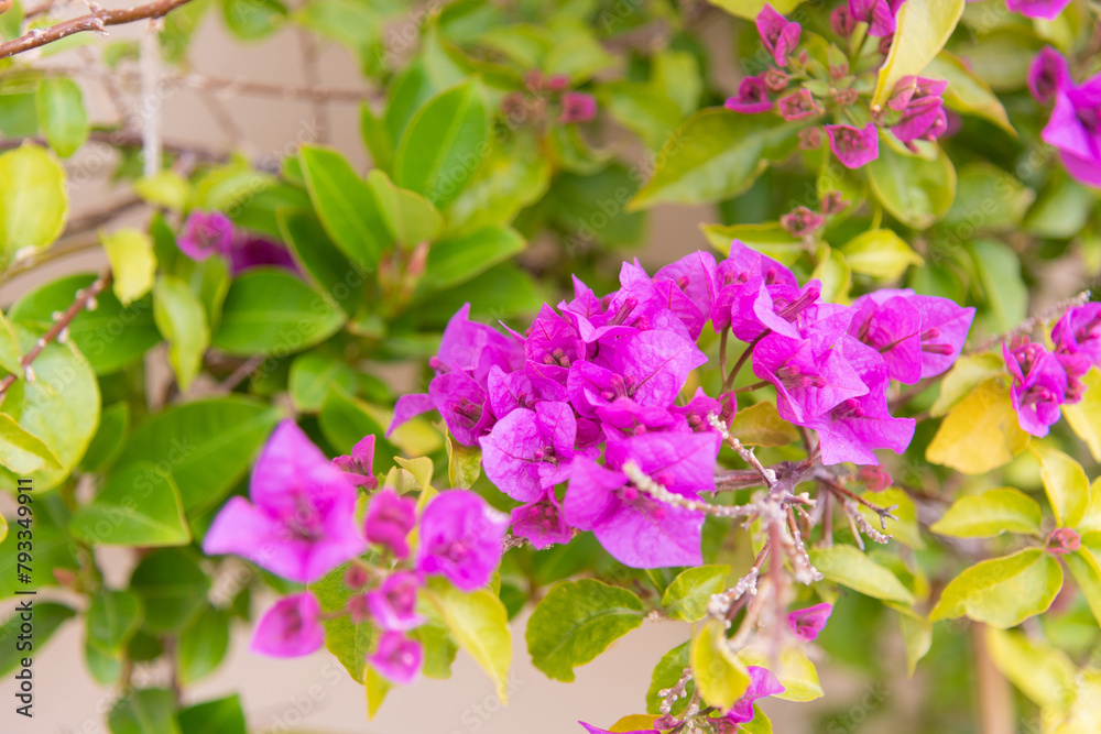 Luxury purple bougainvillea flowers on a branch, close-up, spring bloom