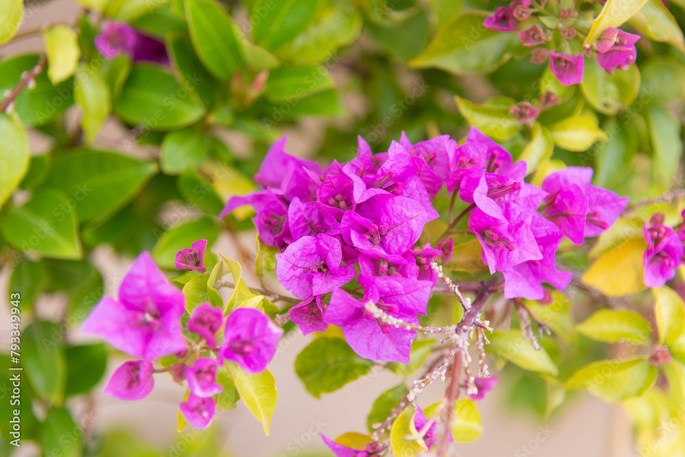 Luxury purple bougainvillea flowers on a branch, close-up, spring bloom