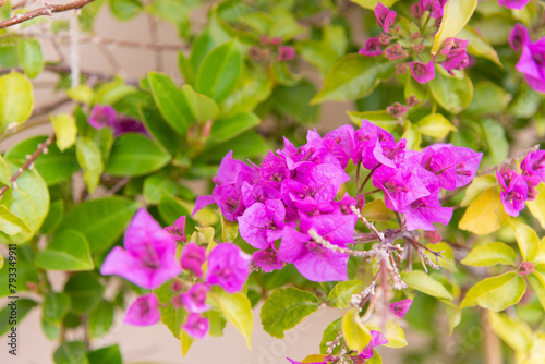 Obraz na płótnie Luxury purple bougainvillea flowers on a branch, close-up, spring bloom w salonie
