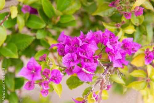 Obraz na płótnie Luxury purple bougainvillea flowers on a branch, close-up, spring bloom w salonie