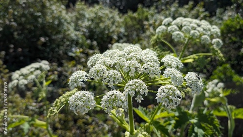 Obraz na płótnie Poison Hemlock on a hike