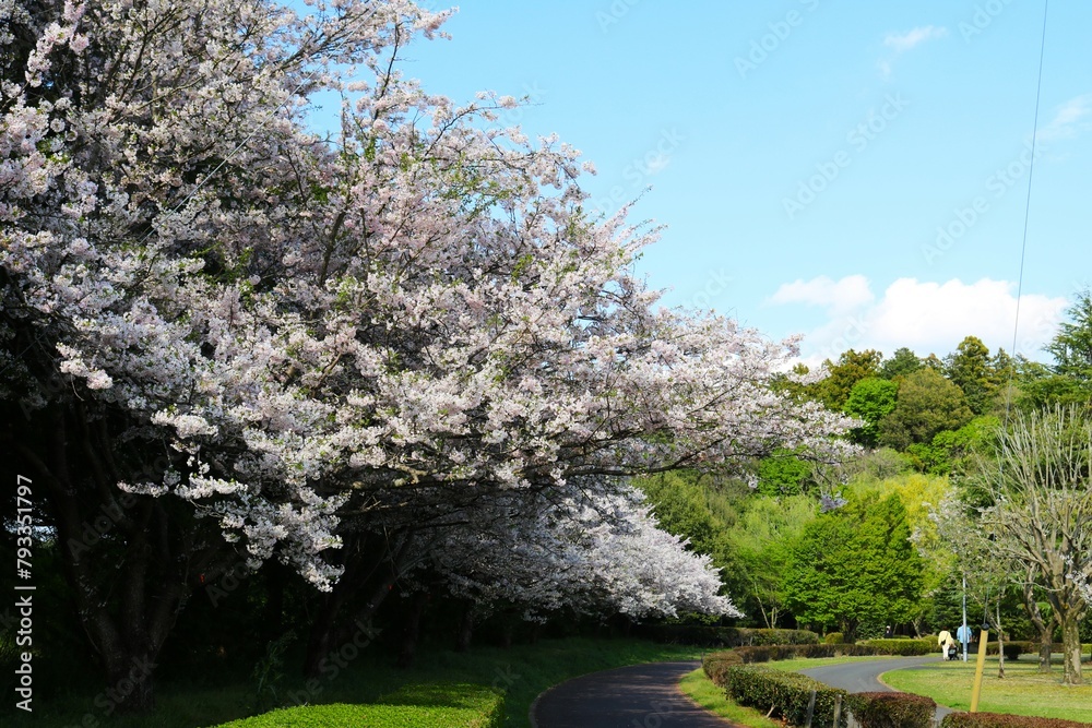 満開の桜咲く散策路　春の公園