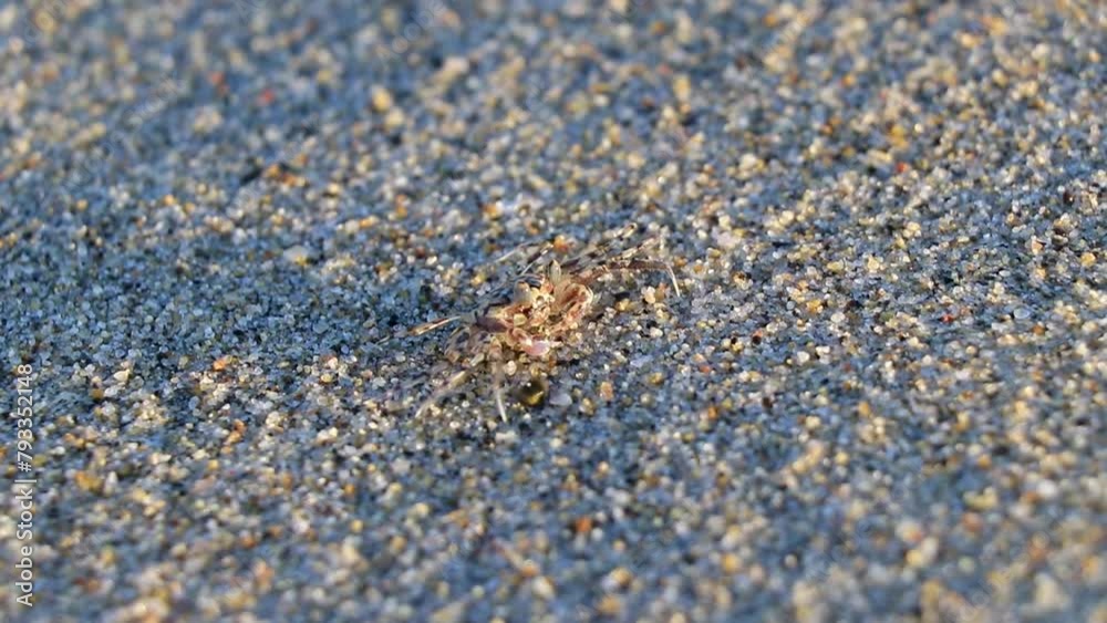 Tiny sand beach crab crabs run dig around on beach. Tiny sand beach crab crabs run dig around on beach.