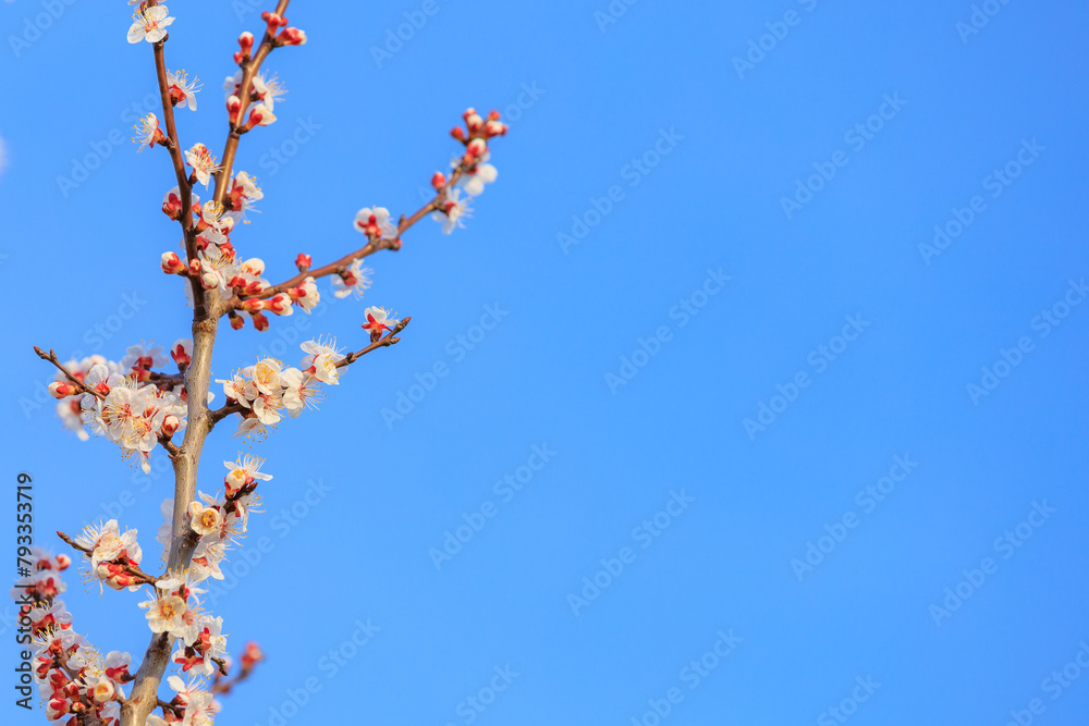Flowers and flowering trees in early spring. Spring background with copy space Flowers and flowering trees in early spring. Spring background with copy space