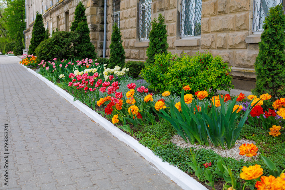 Fototapeta premium Flowers in a flower bed tulips. Greening the urban environment. Background with selective focus