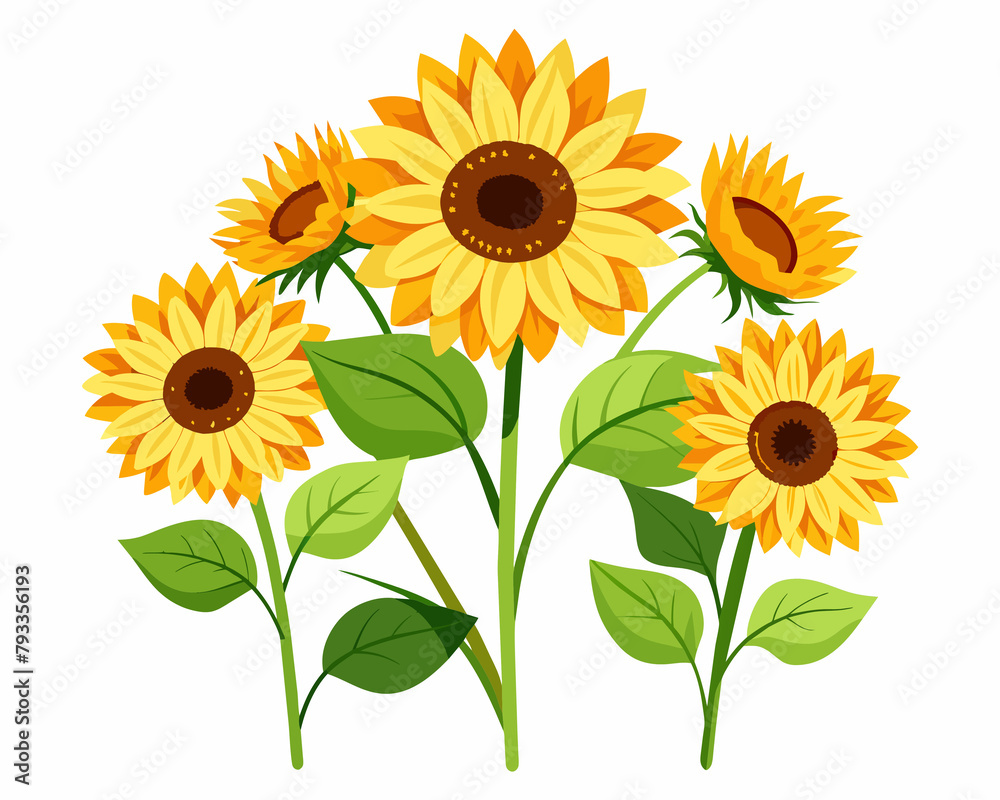 Fototapeta premium Sunflower isolated on white. Beautiful flowers