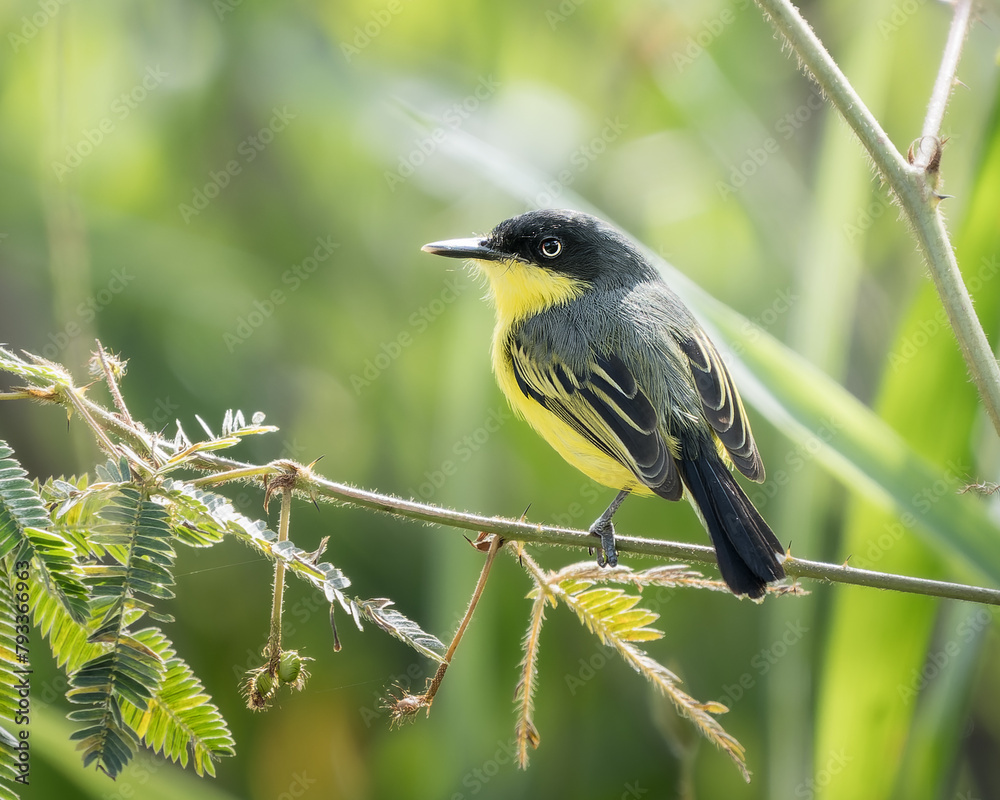 Fototapeta premium Todirostrum cinereum
