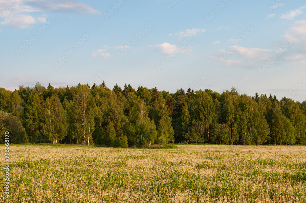 Ripe dandelions on the meadow, birch forest in the distance