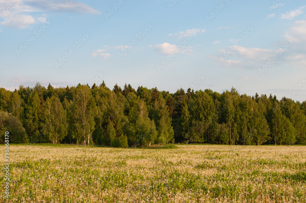 Ripe dandelions on the meadow, birch forest in the distance Ripe dandelions on the meadow, birch forest in the distance
