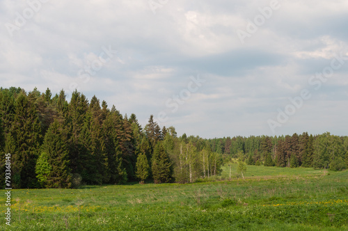 Large green meadow in front of coniferous forest, sunny day