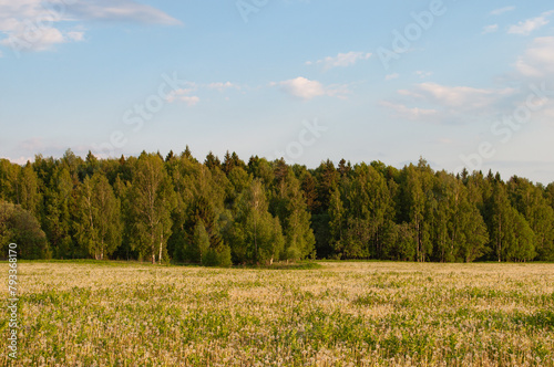 Ripe dandelions on the meadow, birch forest in the distance