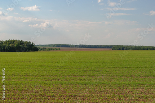 Large green field, forest in the distance, spring time