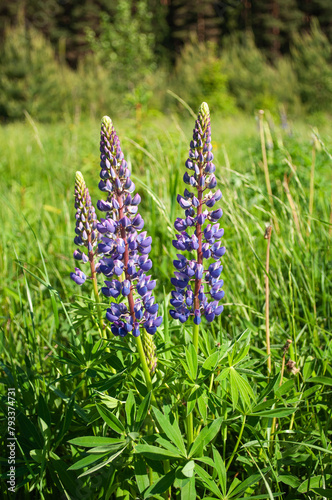 Blossoming wild lupines on the meadow among green grass